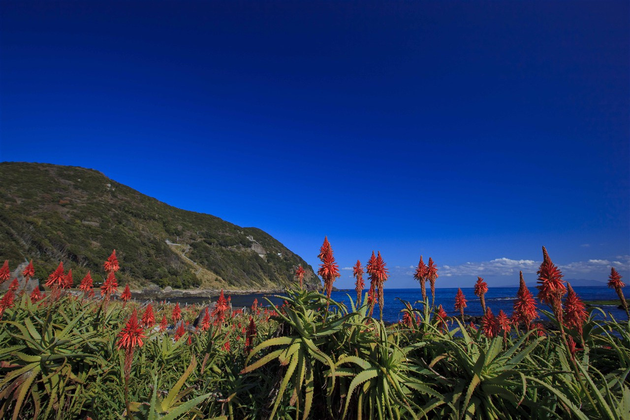 Title: Three Million Wild Daffodils: Shimoda’s Winter Suisen Matsuri (2026–2027 Guide)